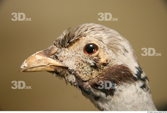 Head Pheasant