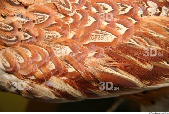 Skin Pheasant