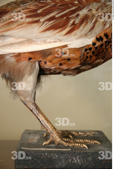 Leg Pheasant