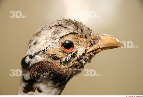 Head Pheasant