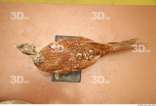 Whole Body Pheasant