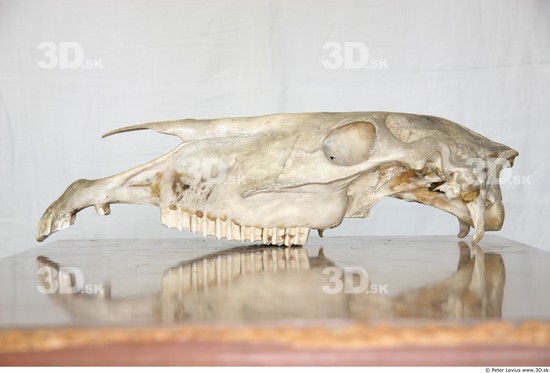 Skull