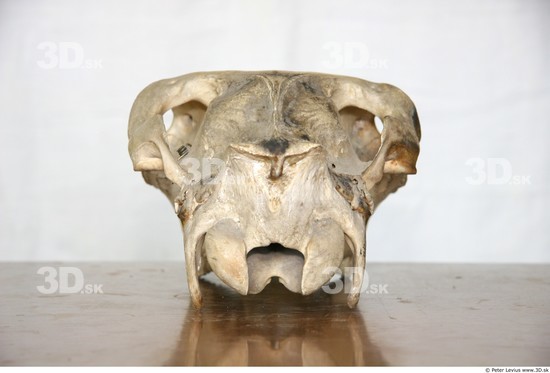 Skull