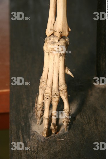 Whole Body Skeleton Dog Studio photo references