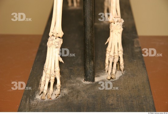Whole Body Skeleton Dog Studio photo references