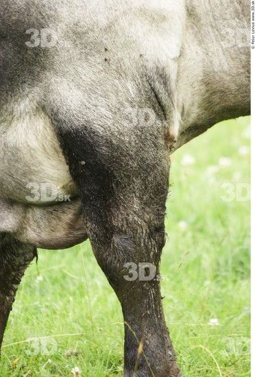 Thigh Cow