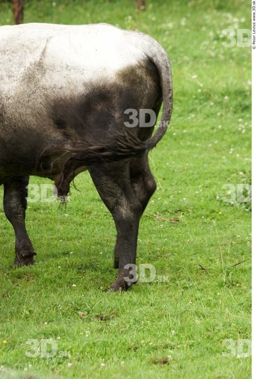 Leg Cow