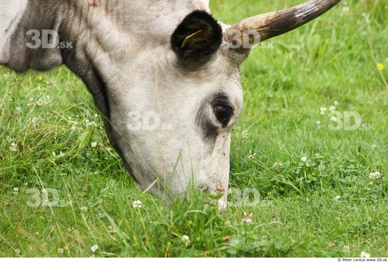 Head Cow