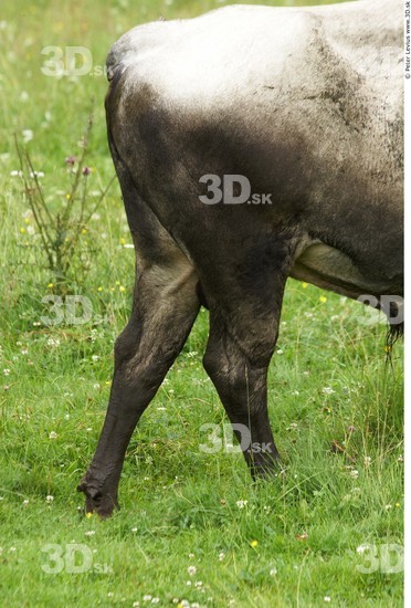 Leg Cow