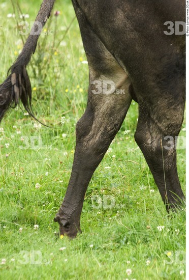 Calf Cow