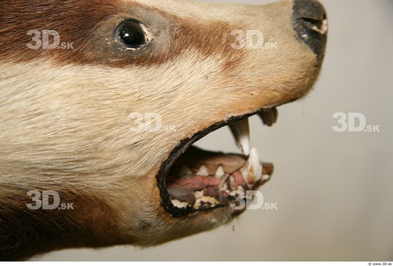 Teeth Badger