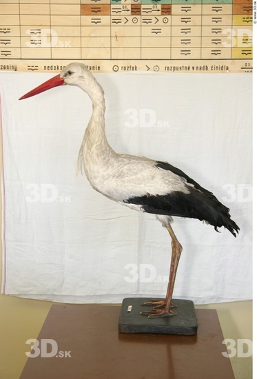 Whole Body Stork