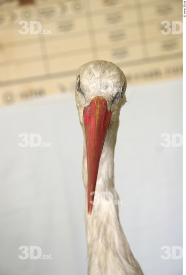 Head Stork