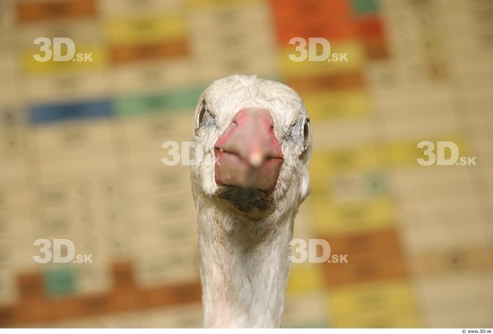 Head Stork