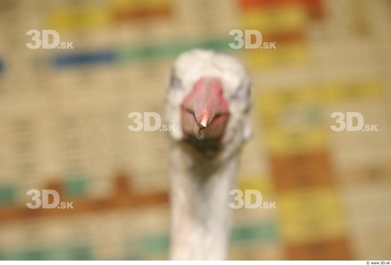 Head Stork