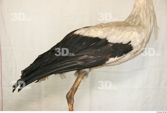 Upper Body Stork