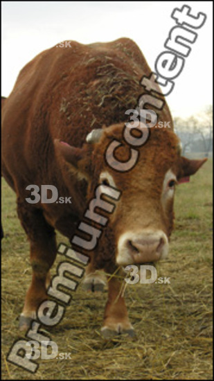 Whole Body Head Bull Animal photo references