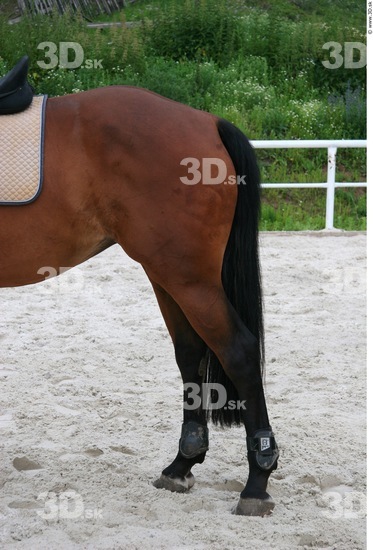 Leg Whole Body Horse Animal photo references