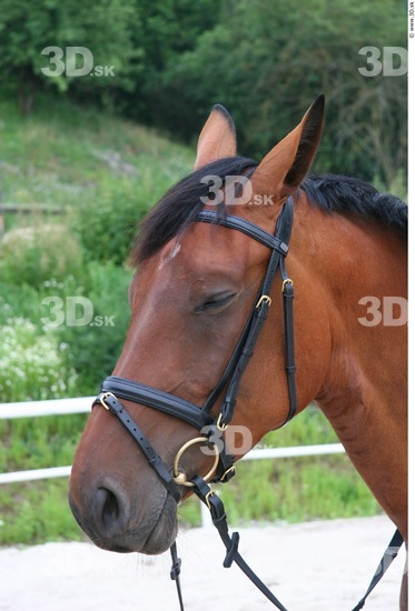 Whole Body Head Horse Animal photo references