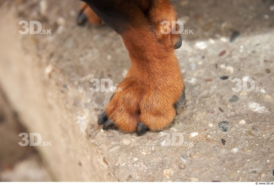 Foot Dog