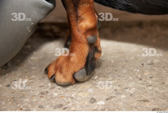 Foot Dog