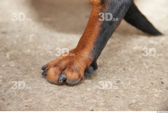 Foot Dog