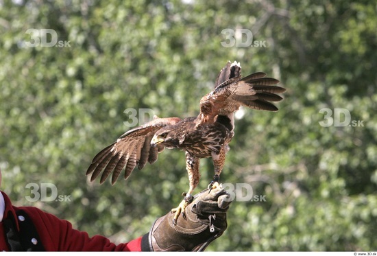 Whole Body Bird of Prey