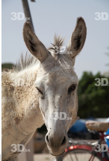 Head Donkey