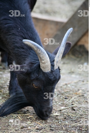 Head Goat