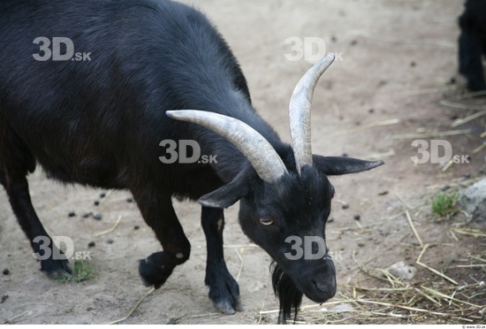 Head Goat