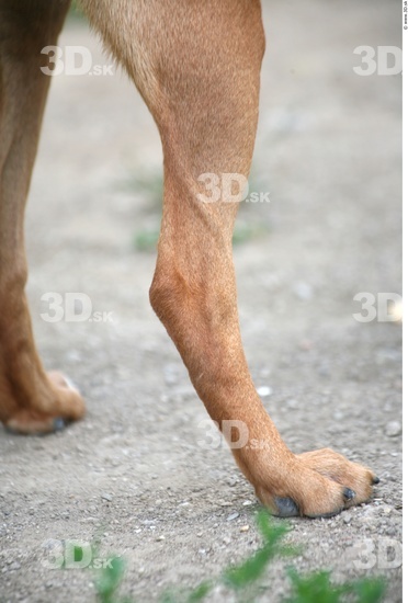 Calf Dog