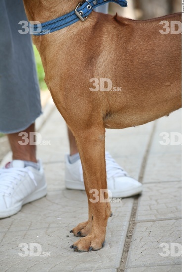 Leg Dog