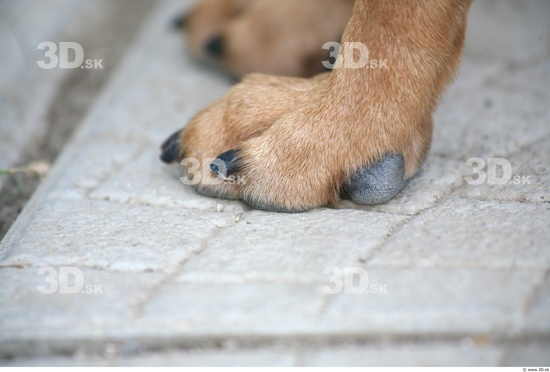 Foot Dog