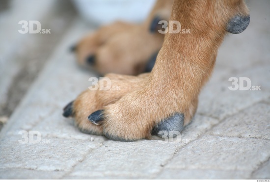 Foot Dog