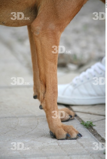 Leg Dog