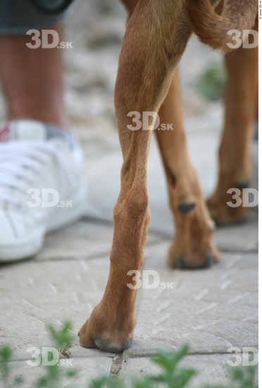 Leg Dog