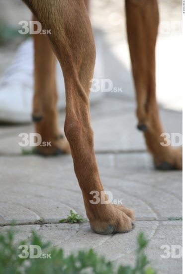 Leg Dog