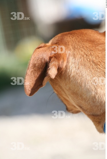 Ear Dog