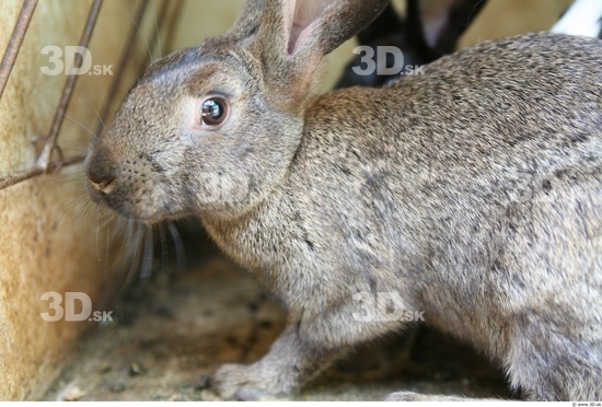 Upper Body Rabbit