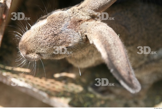 Head Rabbit