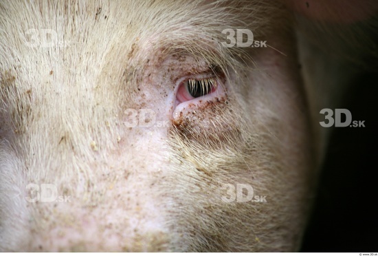 Eye Pig