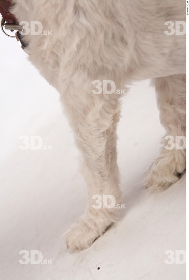 Leg Whole Body Dog Animal photo references