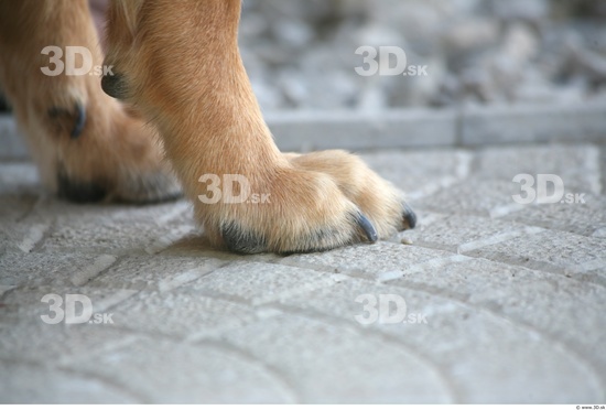 Foot Dog