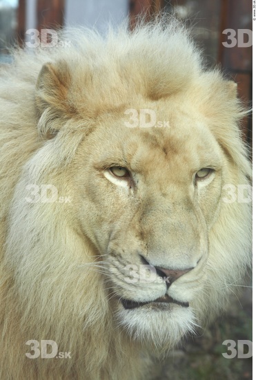 Head Tongue Lion Animal photo references