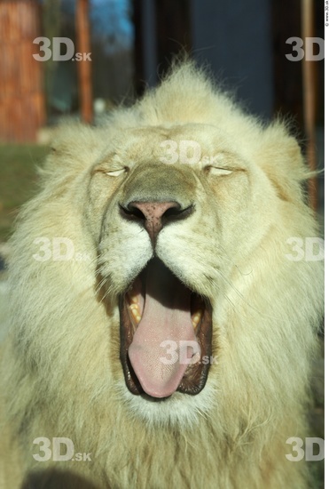 Head Tongue Lion Animal photo references