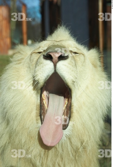 Mouth Tongue Lion Animal photo references