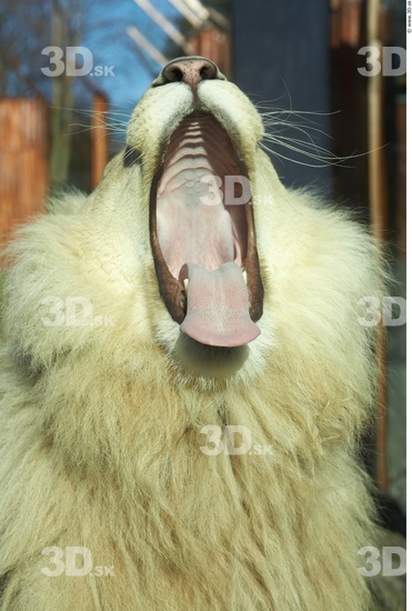 Mouth Tongue Lion Animal photo references