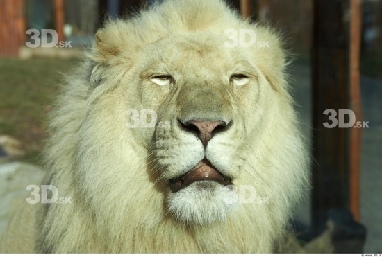 Head Tongue Lion Animal photo references