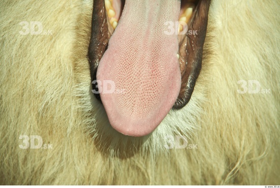 Tongue Lion Animal photo references