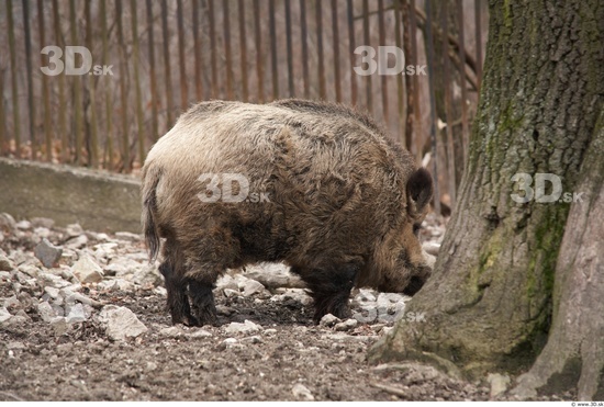 Whole Body Boar